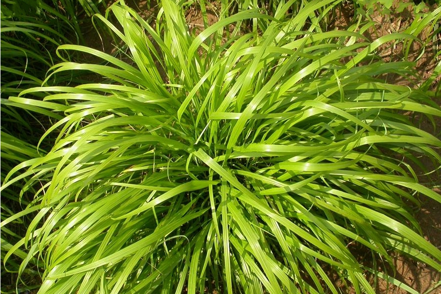 野青茅(野青茅（原變種）)