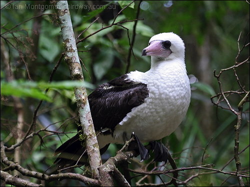 阿波特鰹鳥