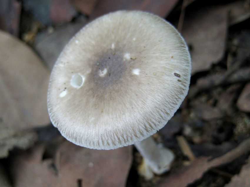 條紋毒鵝膏菌