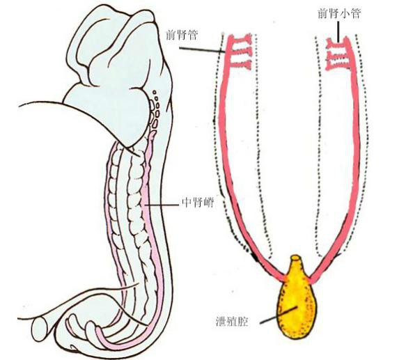 前腎