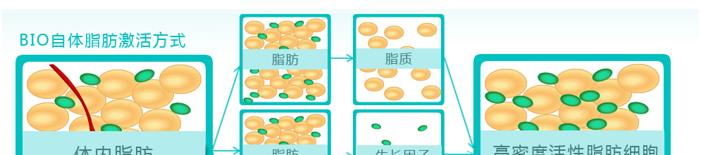 BIO自體脂肪激活