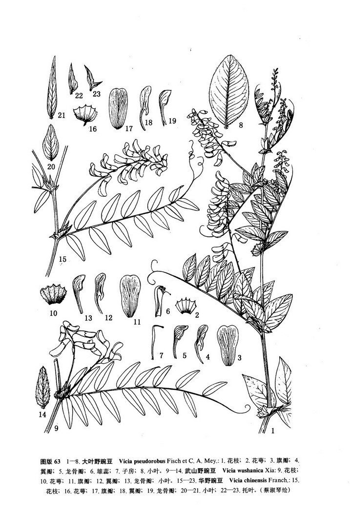 大葉野豌豆（原變型）