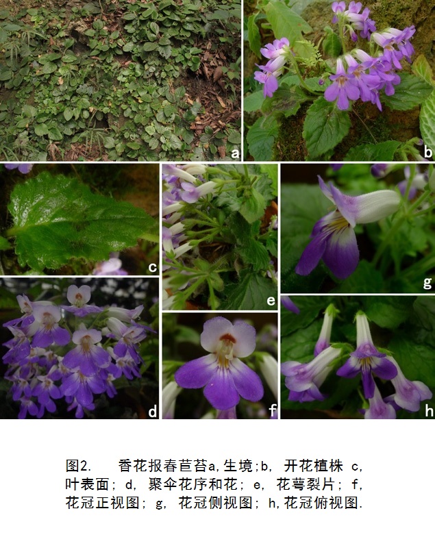 香花報春苣苔