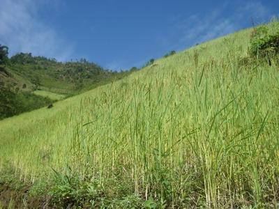 史然自然村自然資源－耕地