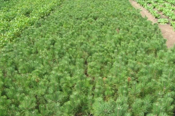 樟子松伊春植物園家系23號