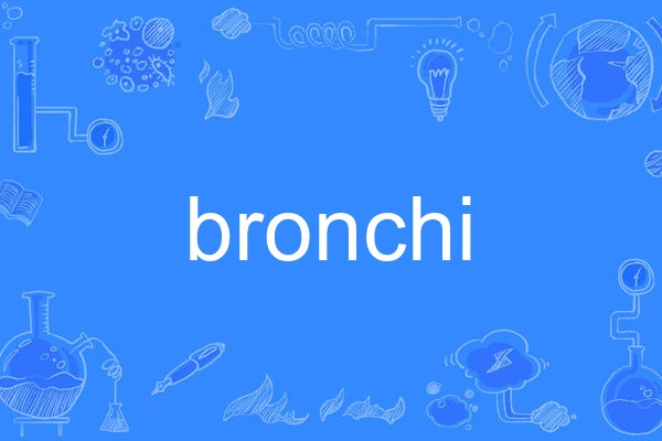 bronchi