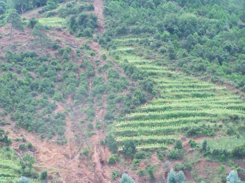 王羅村山地資源