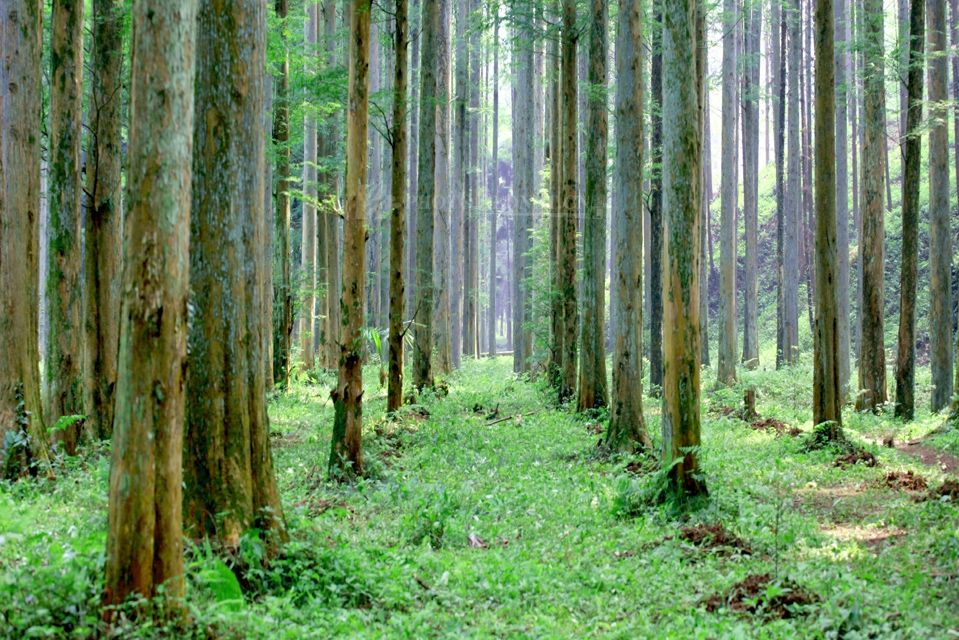 排牙山林場國家杉木良種基地