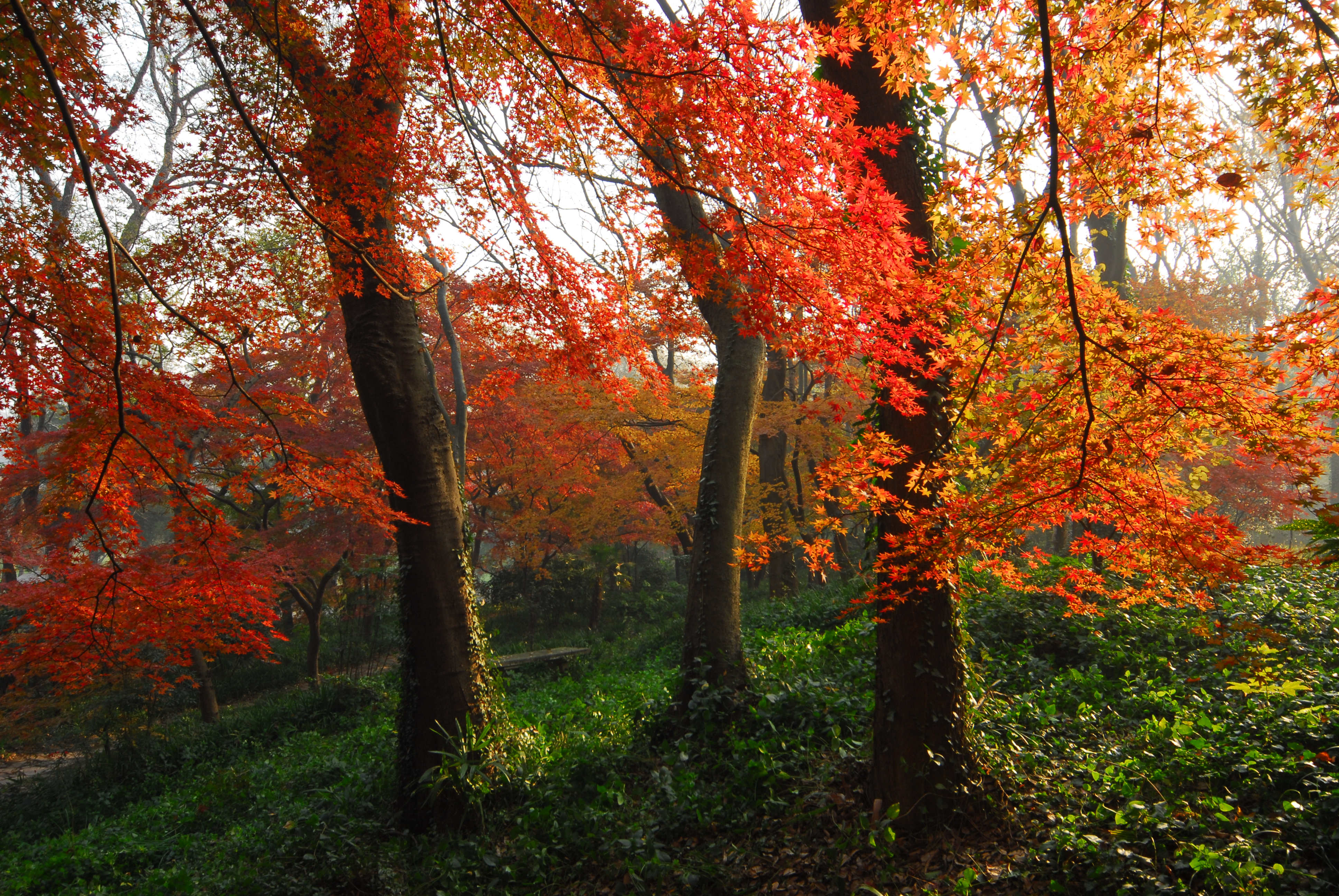 江蘇省中國科學院植物研究所（南京中山植物園）