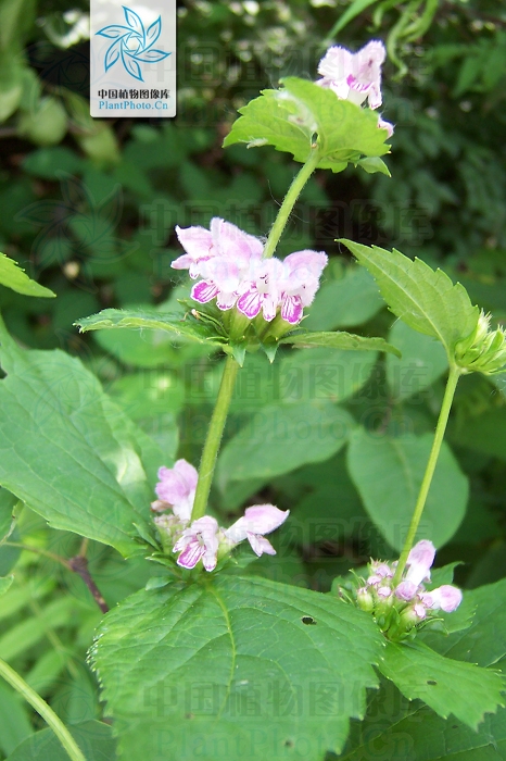 野蘇子(糙蘇屬植物)