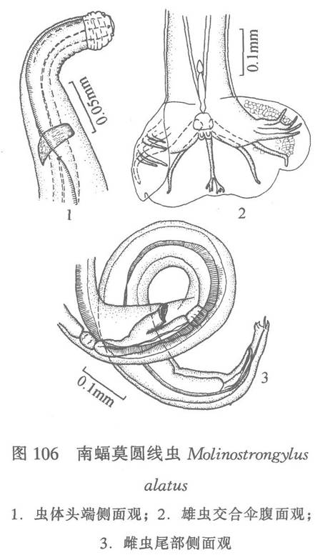 南蝠莫圓線蟲