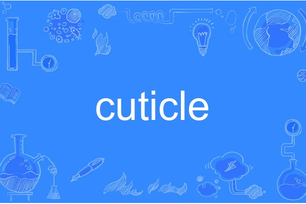 cuticle