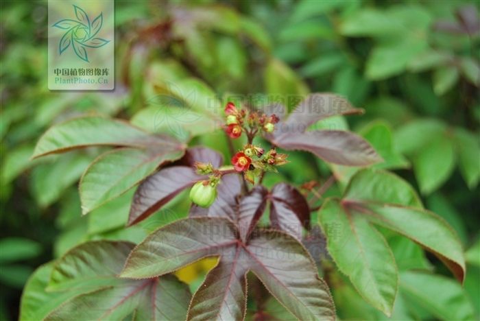 棉葉珊瑚花(棉葉膏桐)