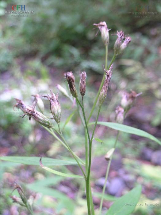 尾尖風毛菊