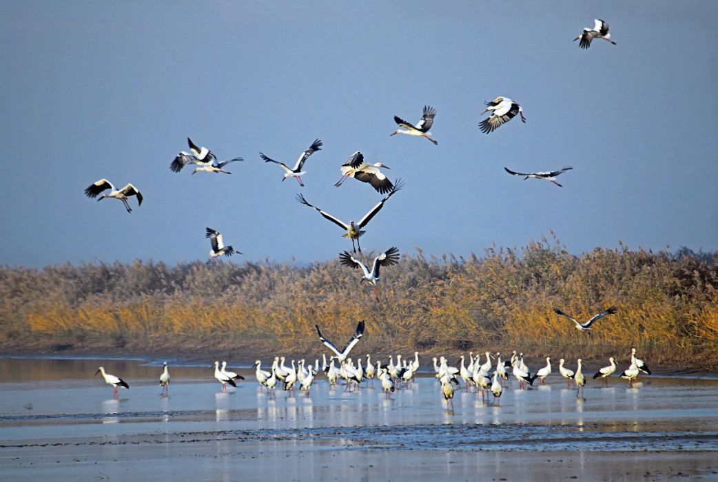 內蒙古小河沿濕地鳥類省級自然保護區