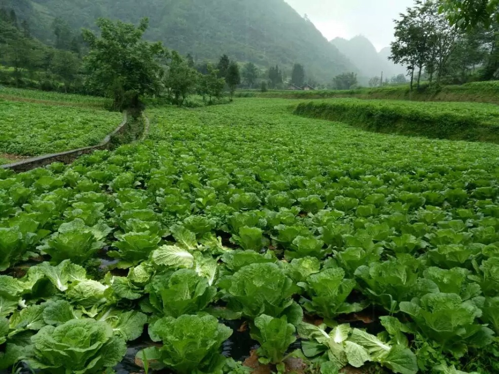 武隆高山白菜