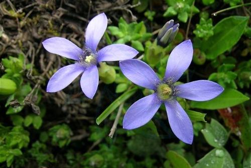 毛藍鐘花（變種）