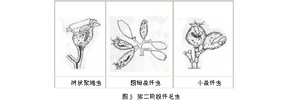 三階段微型後生動物