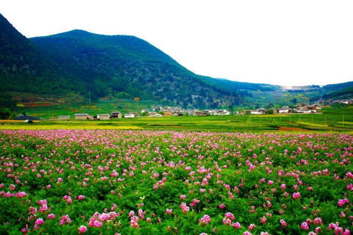 馬廠洋芋花