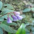 石上蓮(管狀花目苦苣苔科植物)