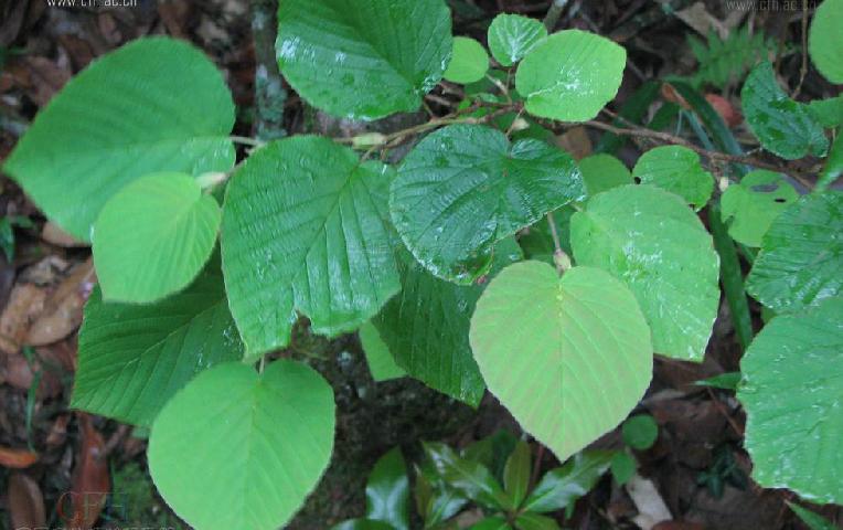 圓葉蠟瓣花