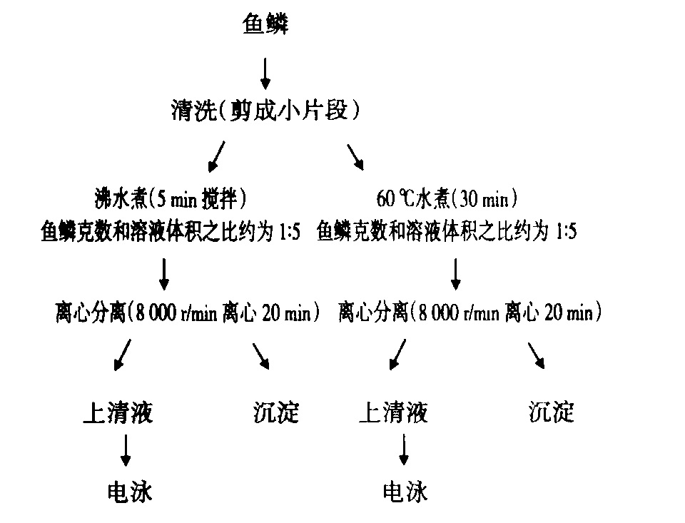 膠原蛋白(膠原質)