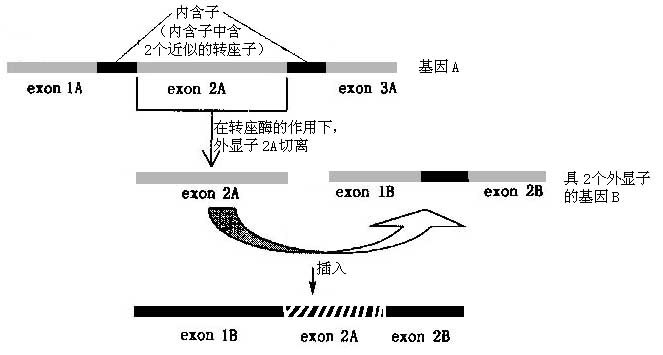 外顯子混編