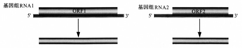 多分體基因組示意圖