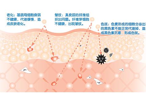 每日機活素