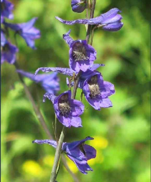 東北高翠雀花