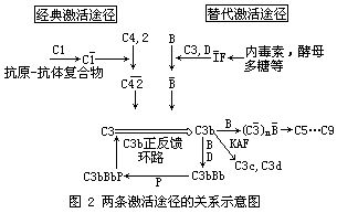 補體系統