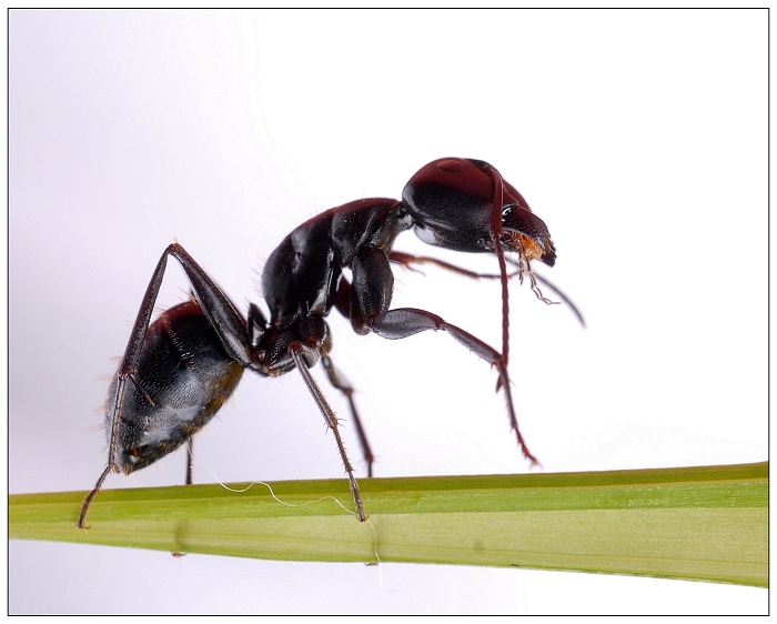 成年黑蟻