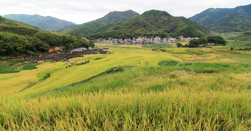 鳳林村(福建南平政和縣鐵山鎮鳳林村)