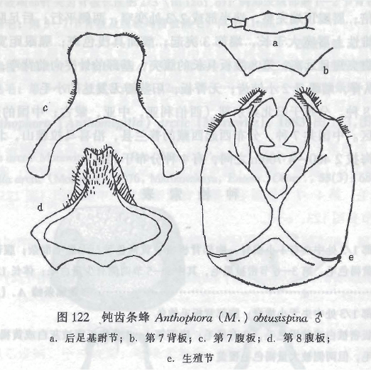 鈍齒條蜂