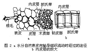 植物水分生理