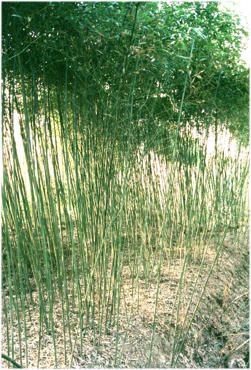 短穗竹