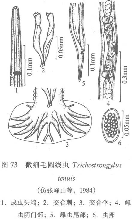 微細毛圓線蟲