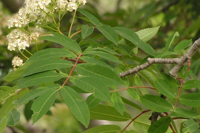 花楸樹無性系17