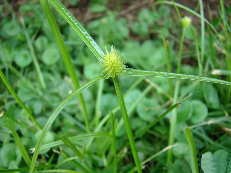 鐮葉茜草