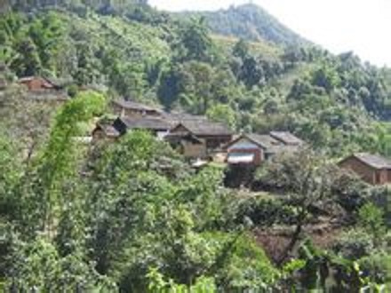 背陰寨自然村(雲南省雙江縣勐庫鎮那蕉行政村背陰寨自然村)