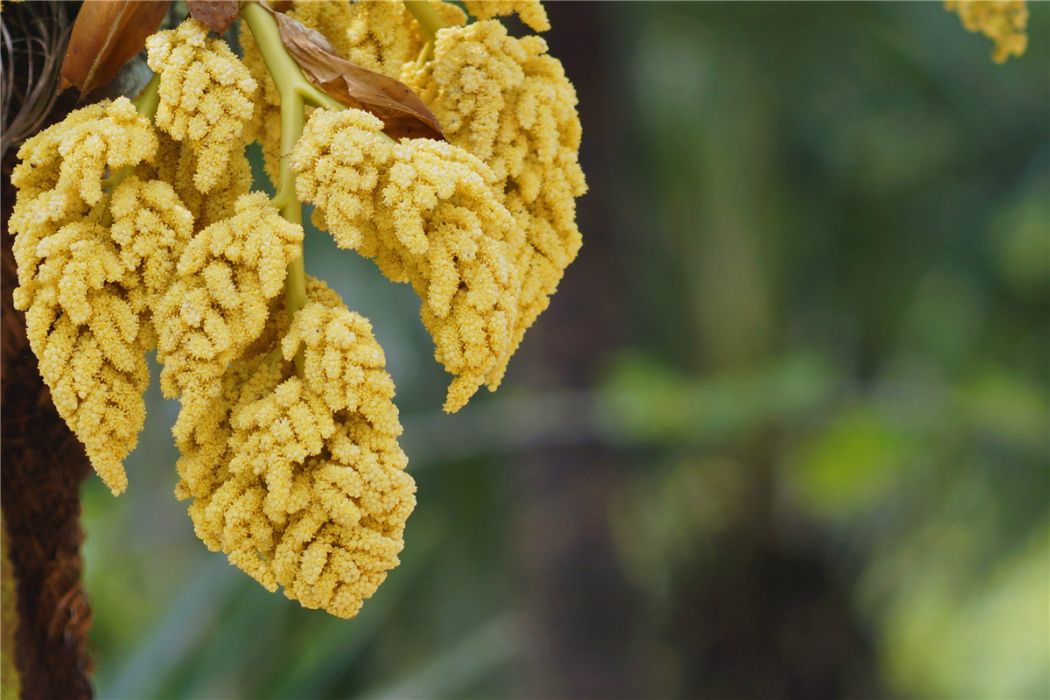 棕花(植物)