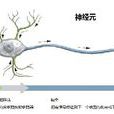 神經科學(生物學機制)