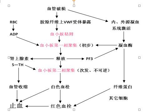 血小板(血液中的有形成分)