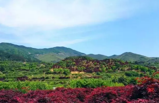 新昌村(雲南省楚雄州元謀縣平田鄉下轄村)