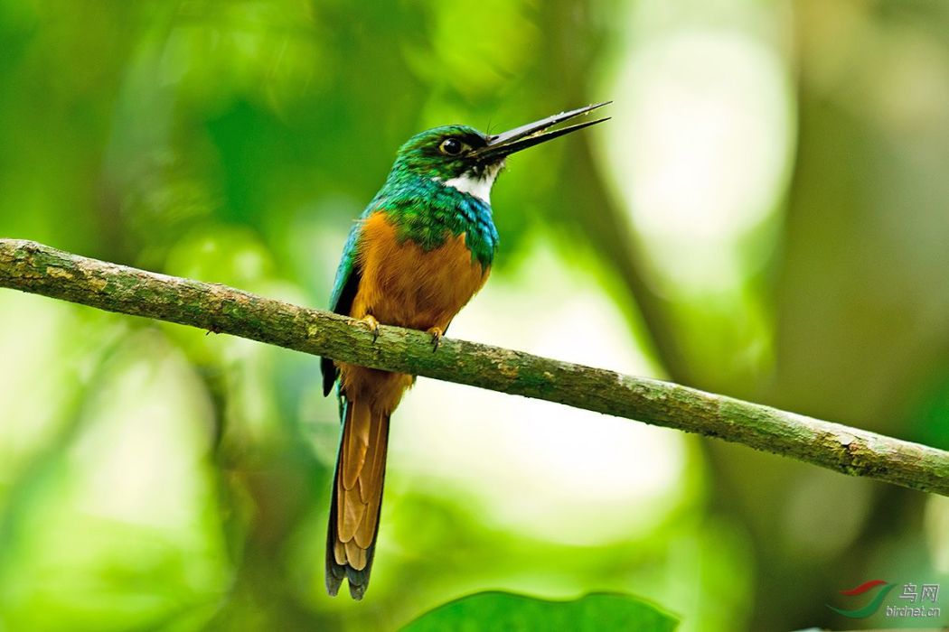 鶲鴷(jacamar)