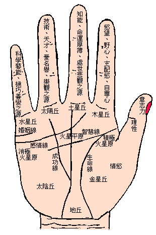 手相學 詳細信息 觀點 指紋 要點 方法 主要概念 中文百科全書