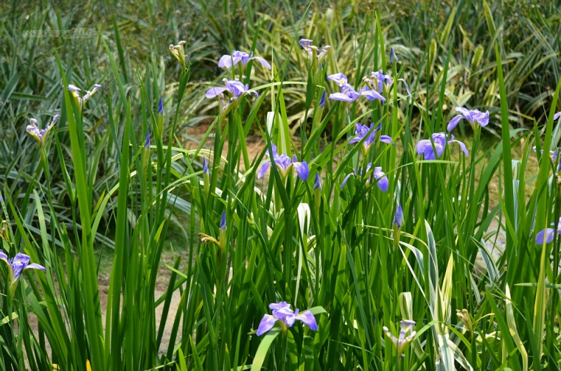 長莛鳶尾