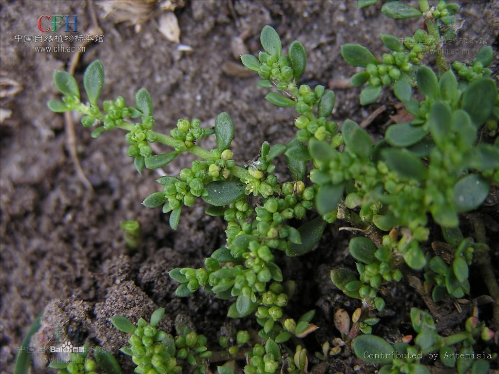 治疝草