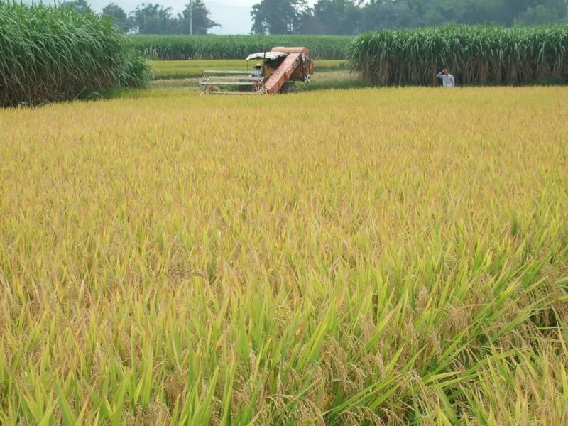 種植業