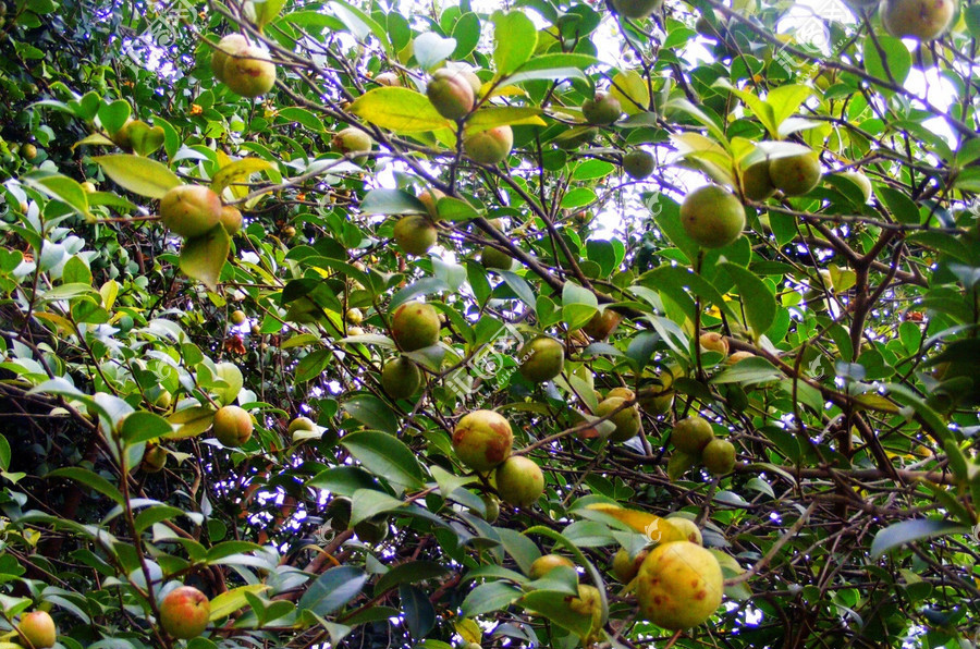 油茶樹